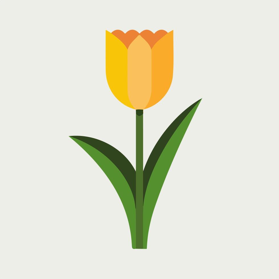 A yellow tulip on a white background vector