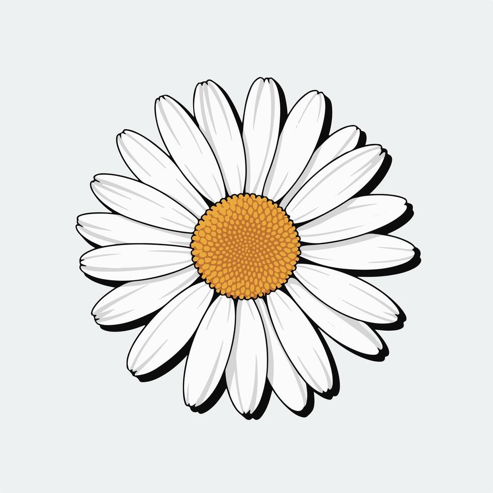 A white daisy with an orange center on a white background vector