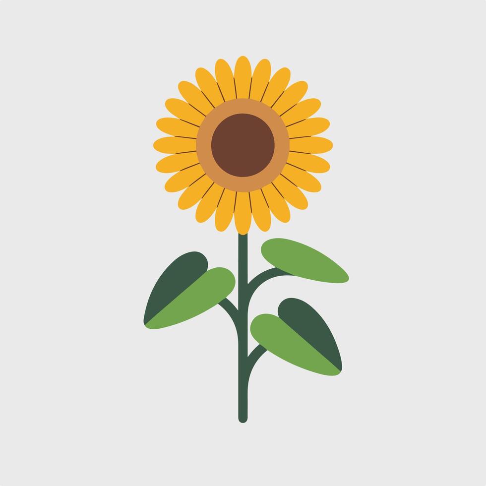 A sunflower is shown on a white background vector