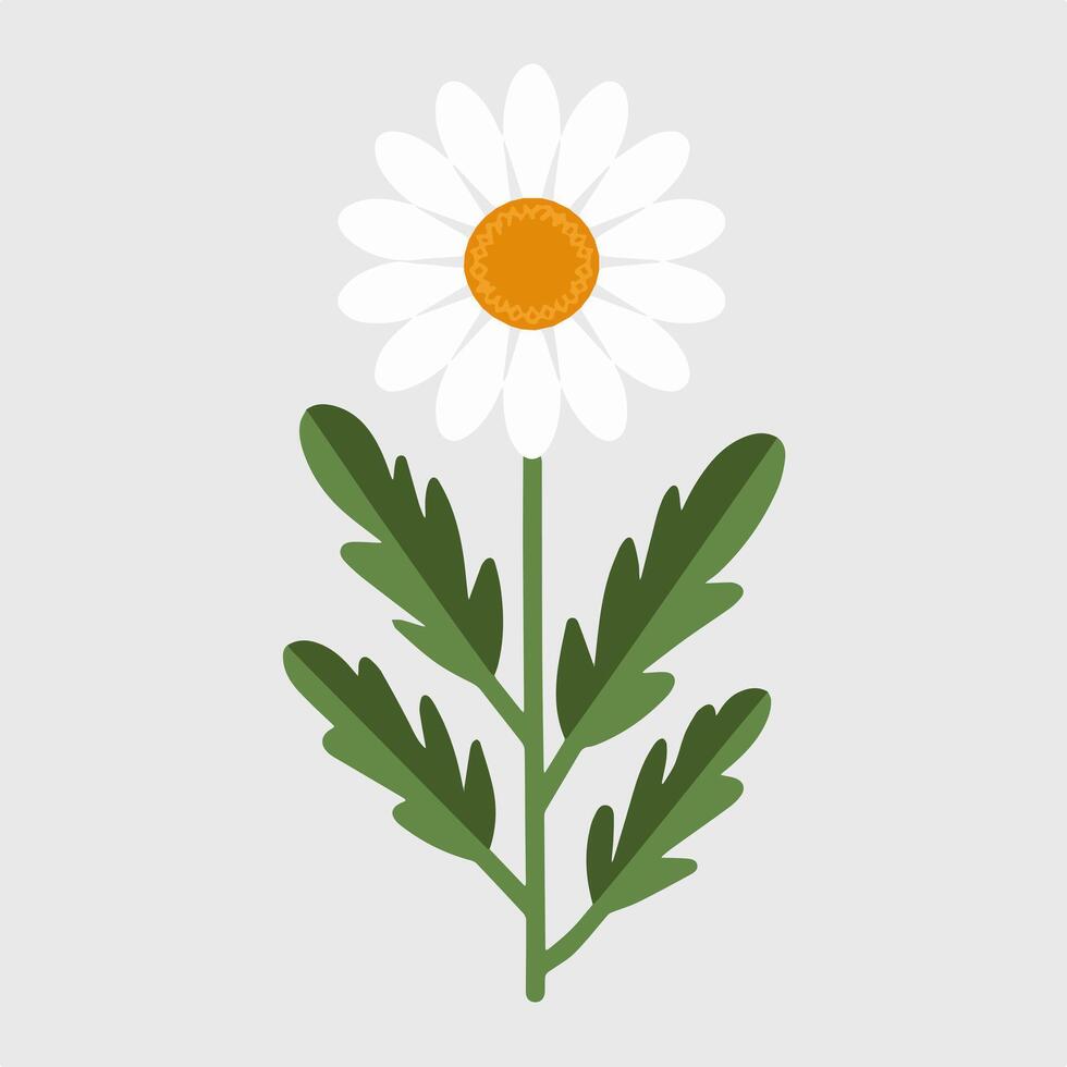 A daisy with leaves on a white background vector