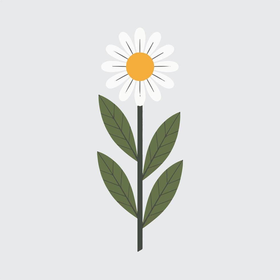A daisy with leaves on a white background vector