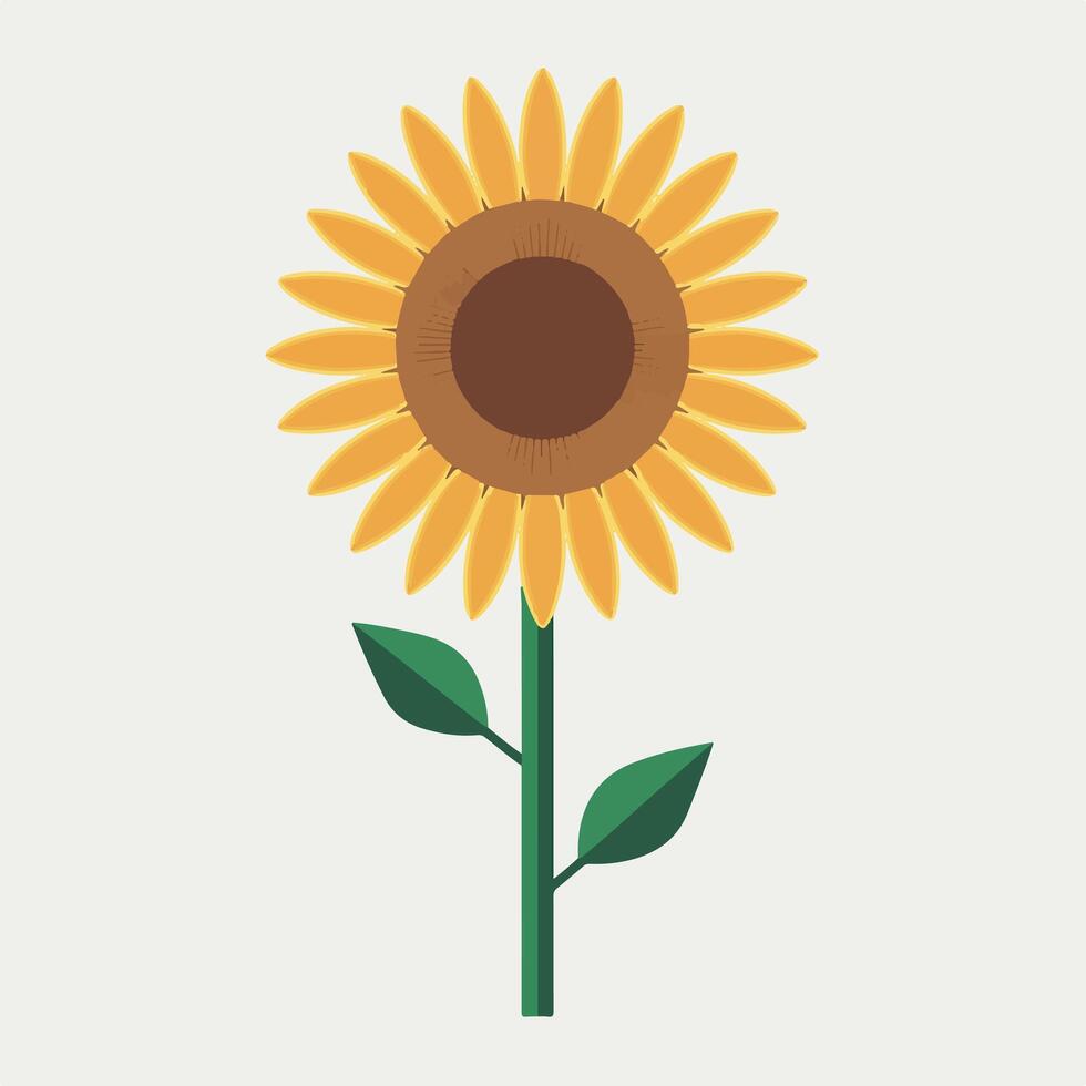 A sunflower is shown on a white background vector