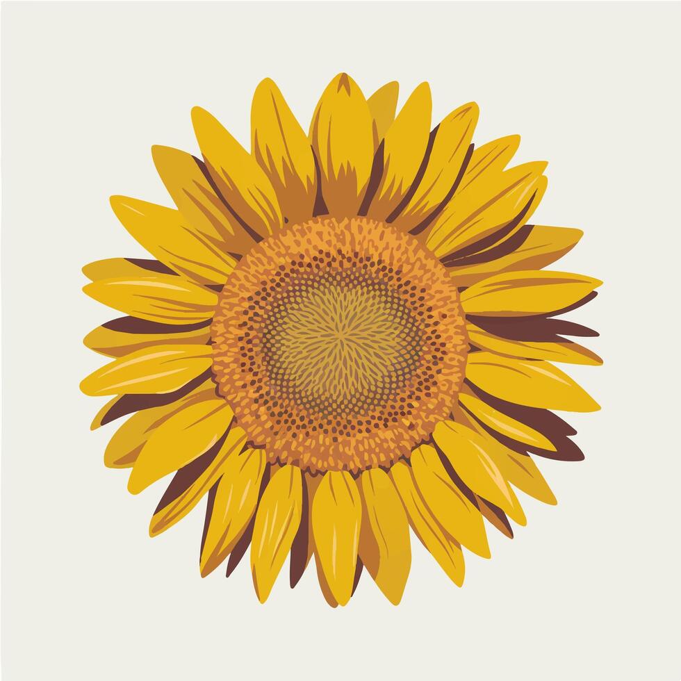 A sunflower is shown in a white background vector