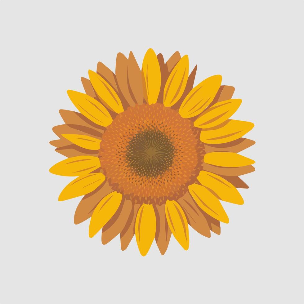 A sunflower is shown on a white background vector
