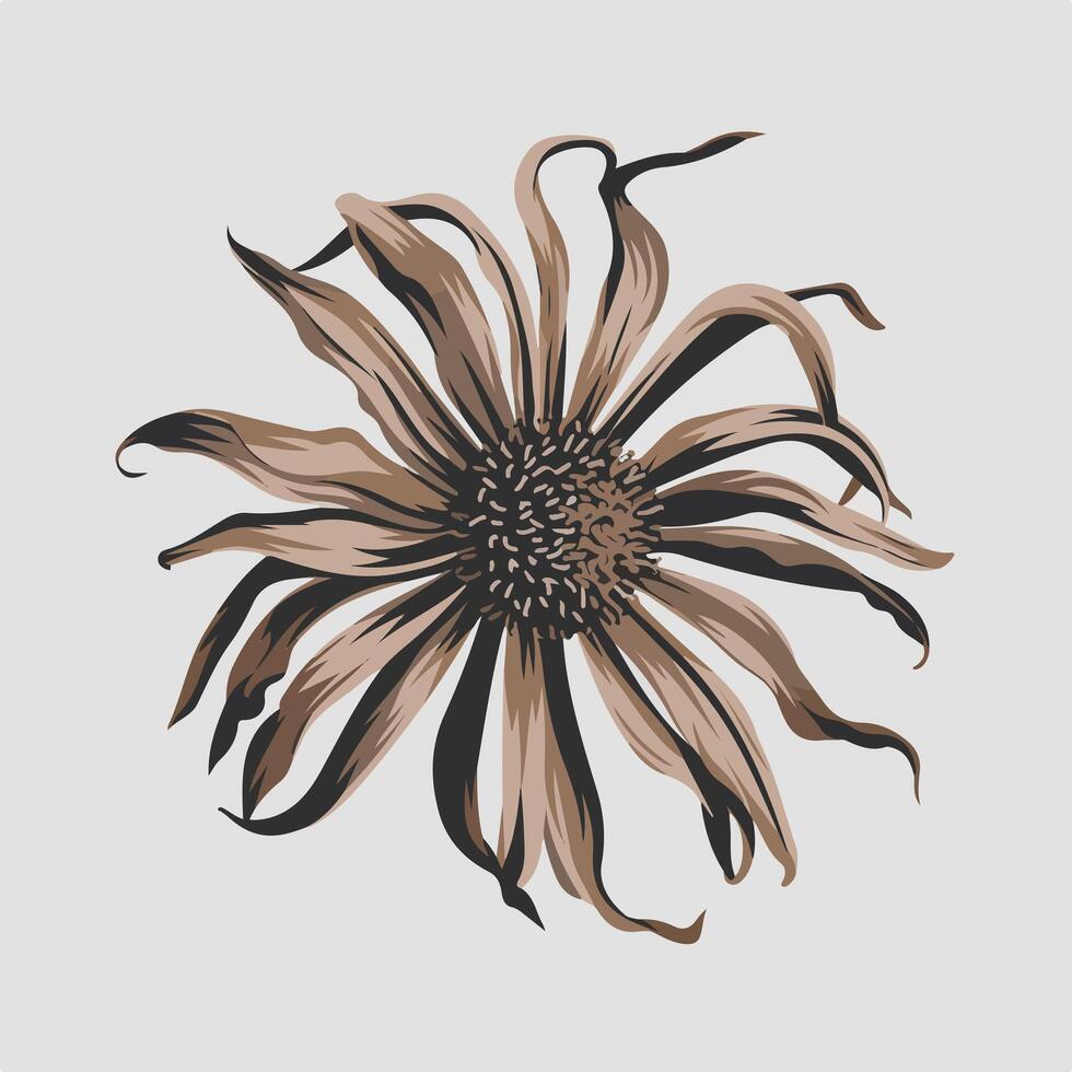 A flower with brown petals on a white background vector