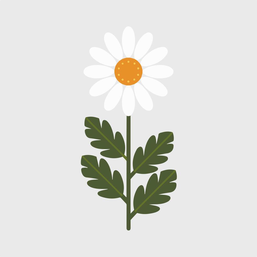 A white daisy with green leaves on a gray background vector