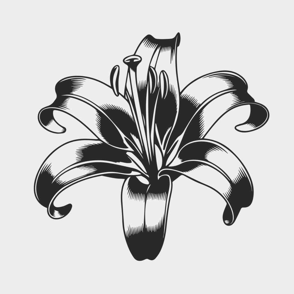 A black and white drawing of a lily vector