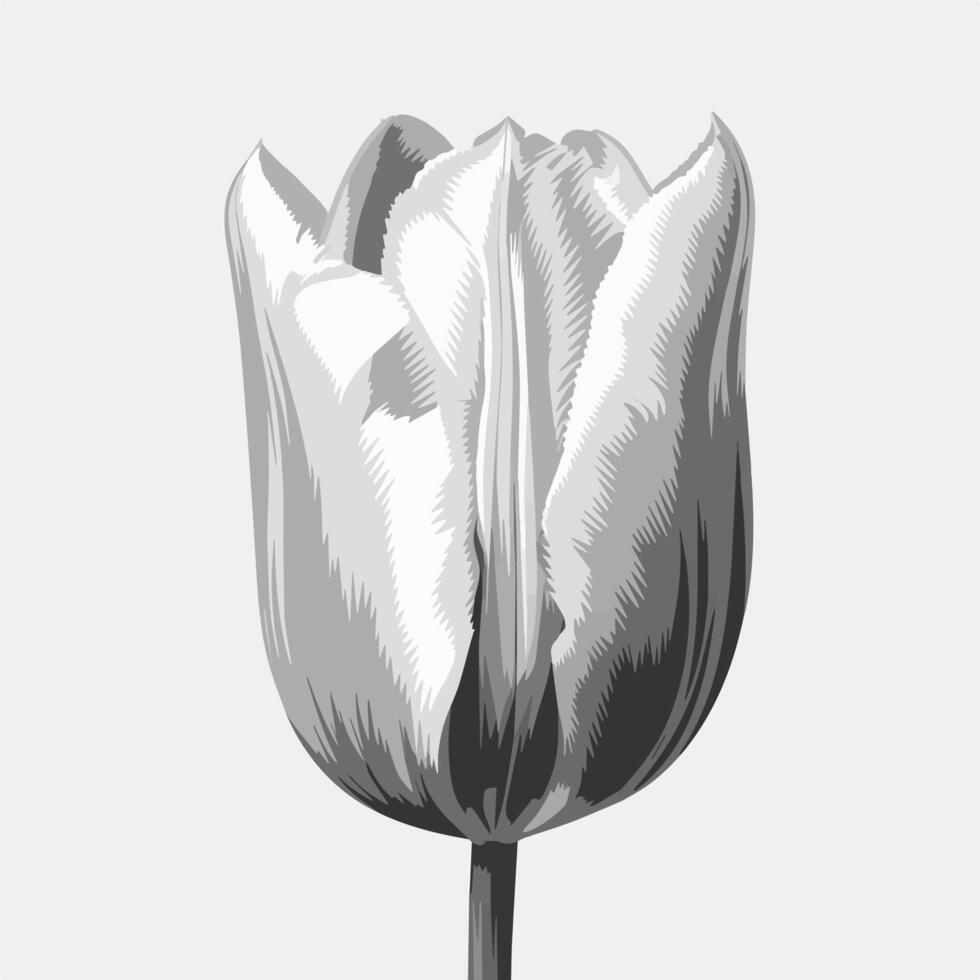 Black and white illustration of tulip flower vector