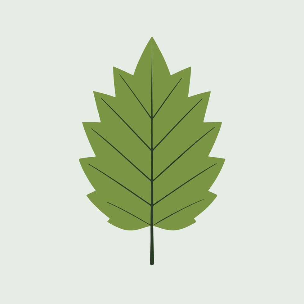 A green leaf on a white background vector