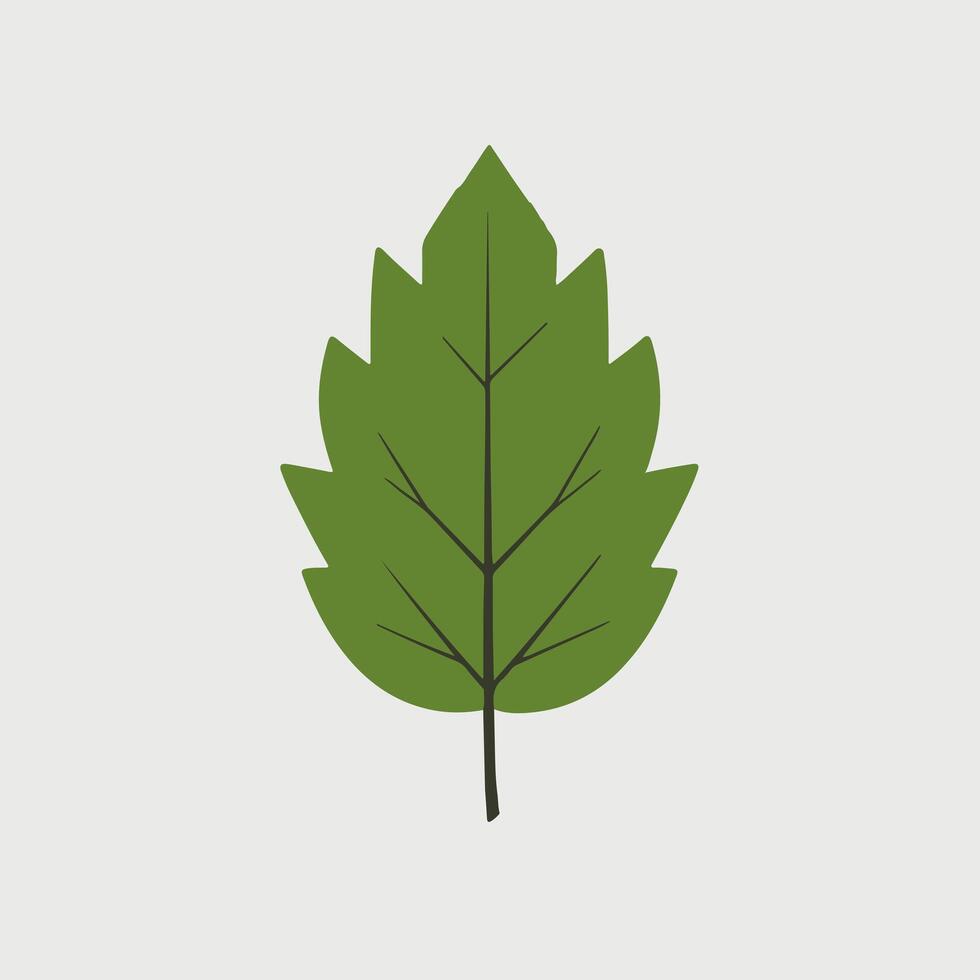 A green leaf on a white background vector