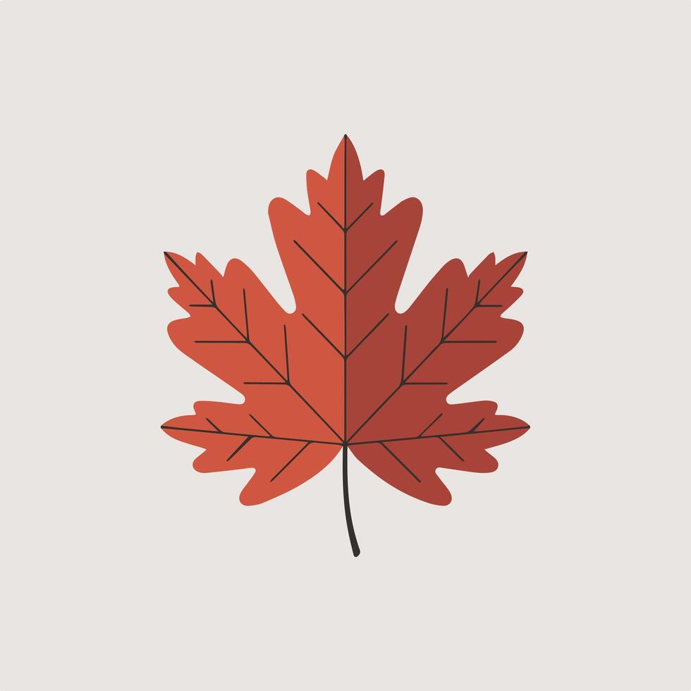 A red maple leaf on a white background vector