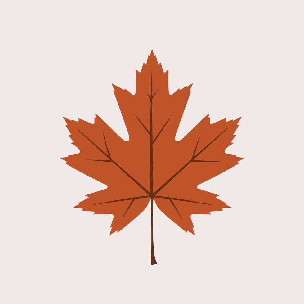 A maple leaf is shown on a white background vector