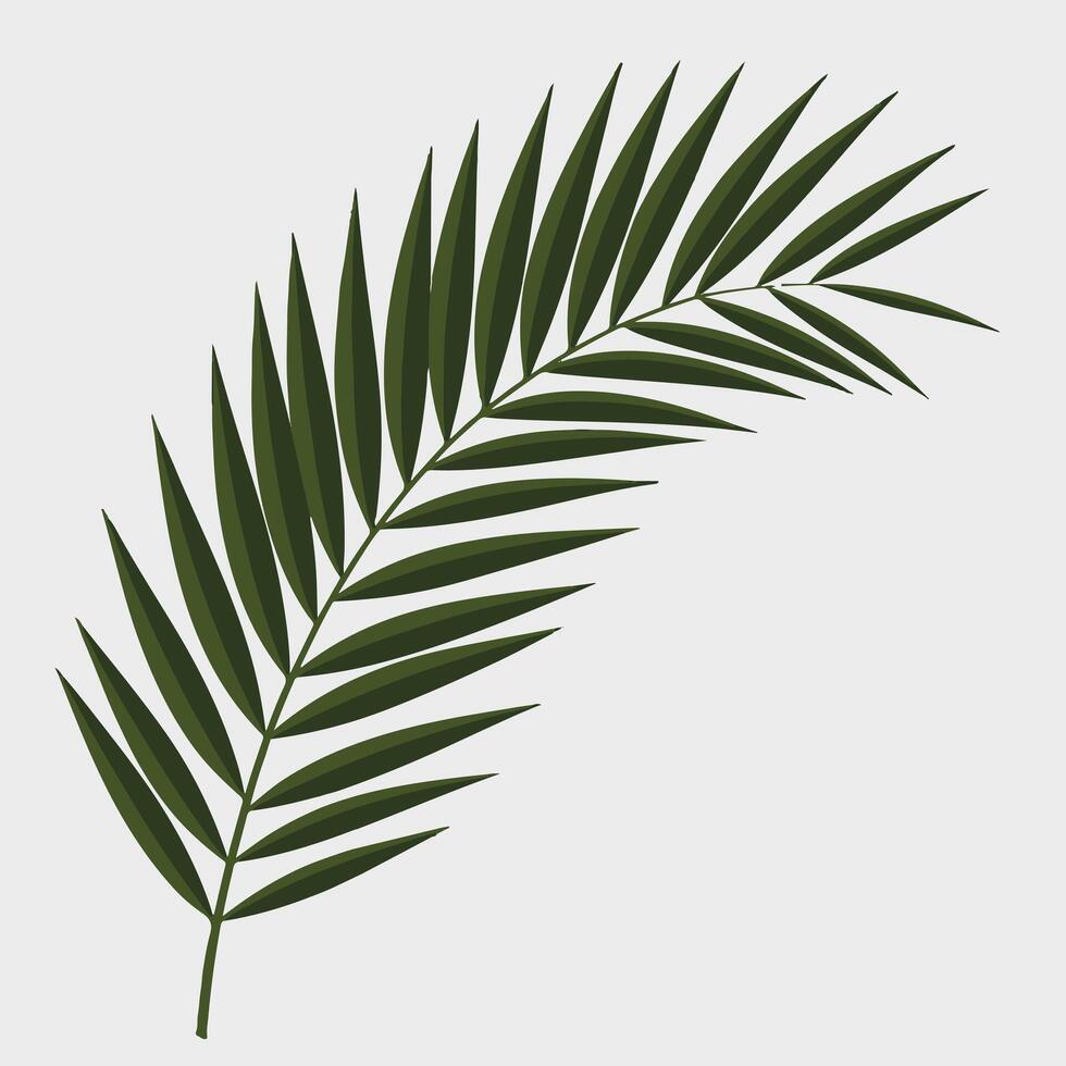 Palm leaf illustration vector