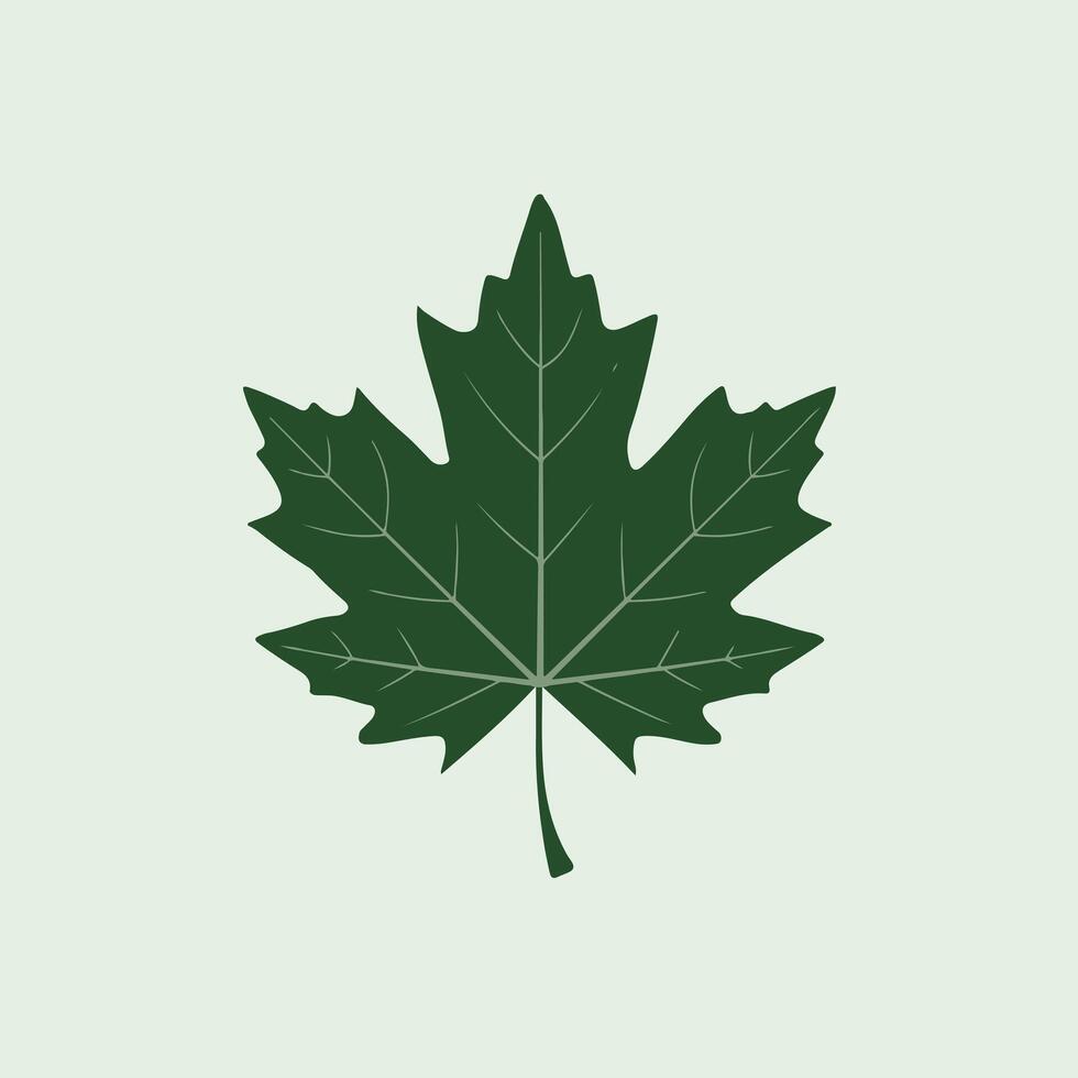 A green maple leaf on a light green background vector