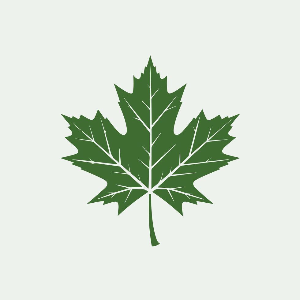 A green maple leaf on a white background vector