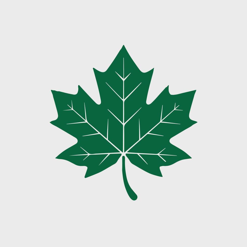 A green maple leaf on a white background vector
