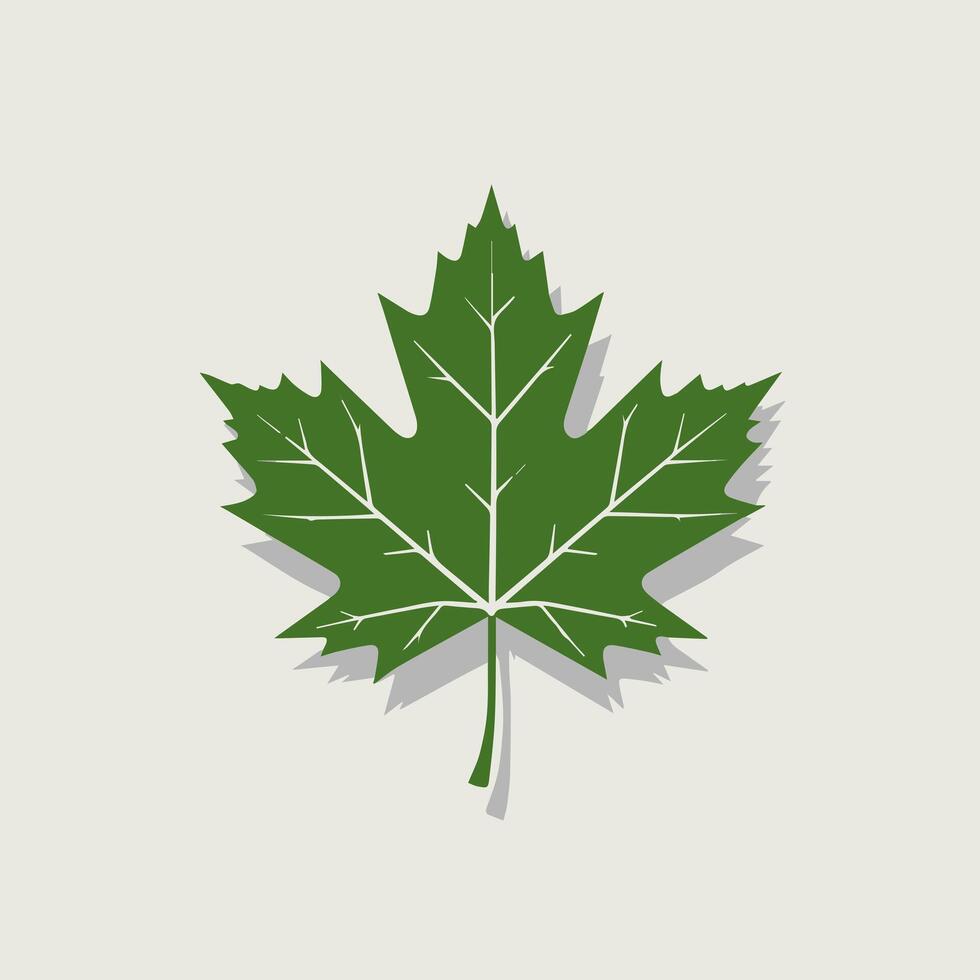 A maple leaf on a white background vector
