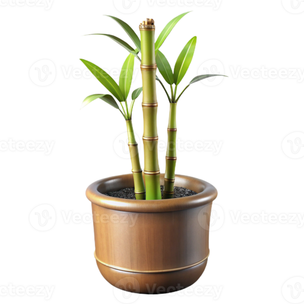 beautiful modern Bamboo Plant in Pot Side View Isolated premium png