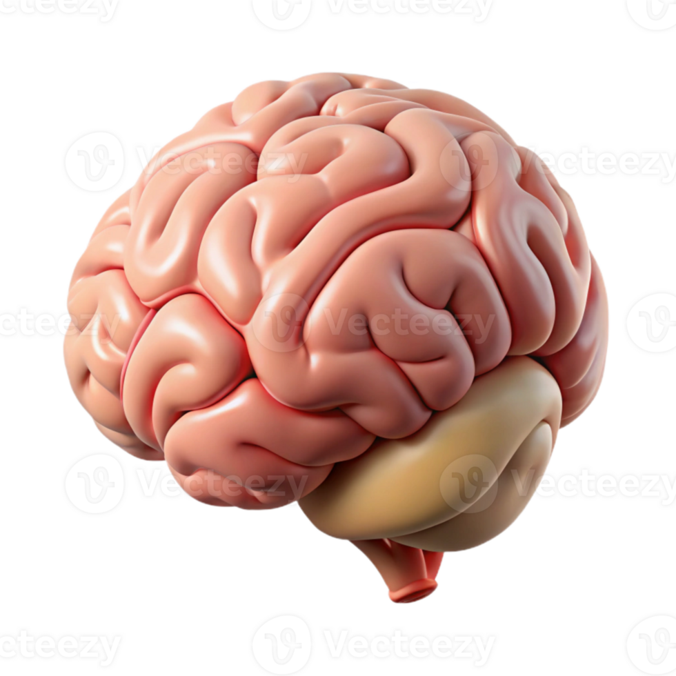 wonderful modern Brain Anatomy Diagram Isolated Illustration high resolution png