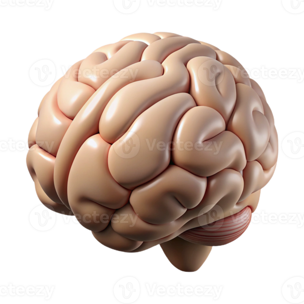 vibrant traditional Brain Anatomy Diagram Isolated Illustration original png