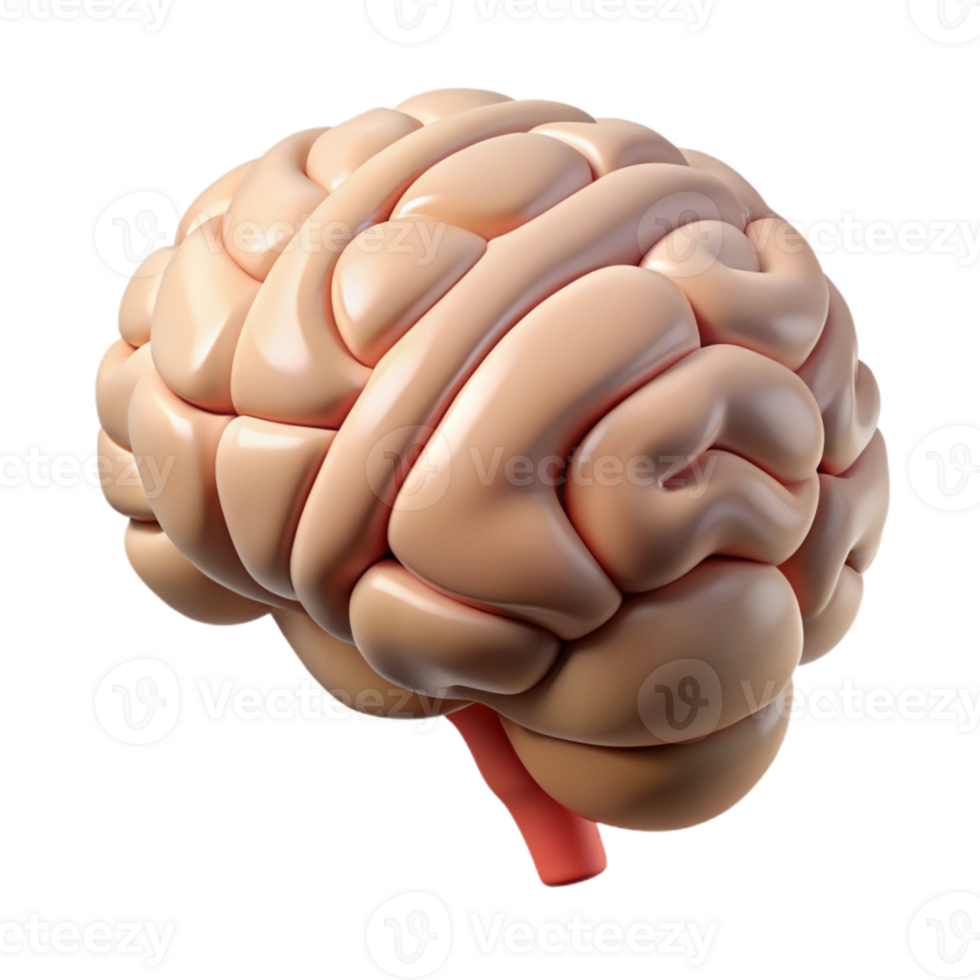 impressive modern Brain Anatomy Diagram Isolated Illustration high resolution png
