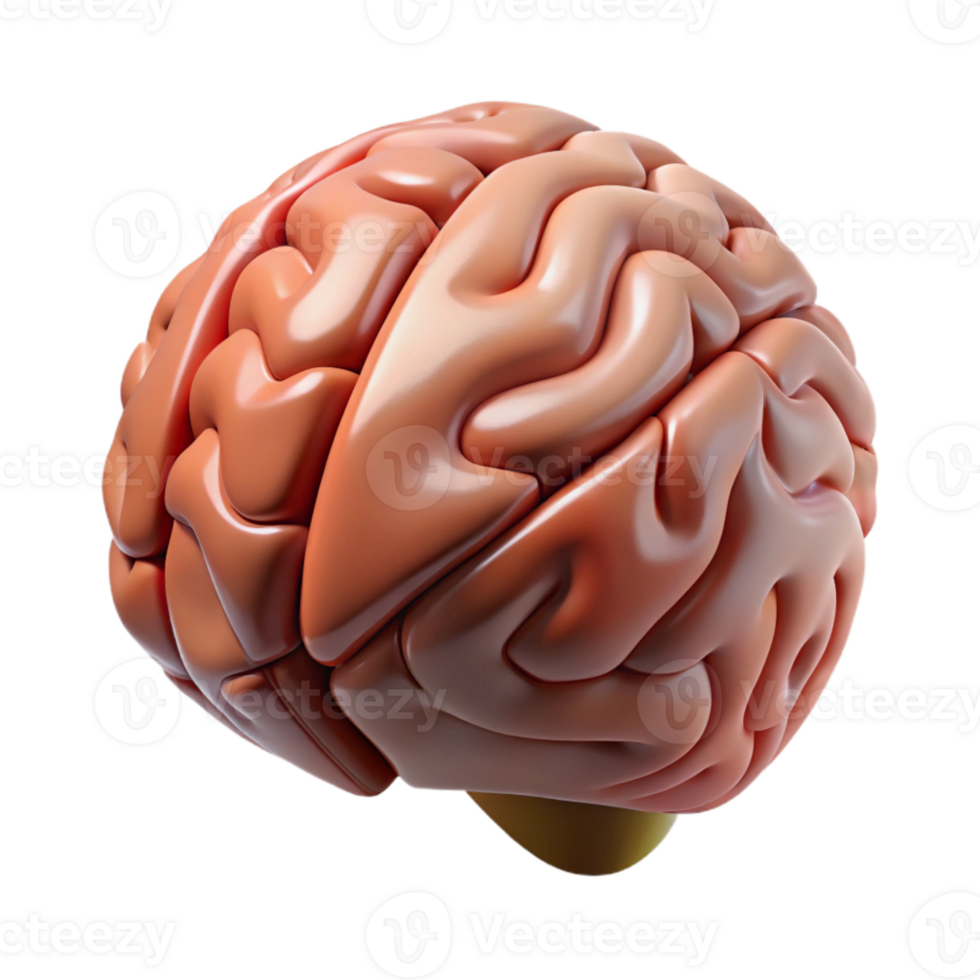 impressive classic Brain Model Angled View Cutout Element high quality png