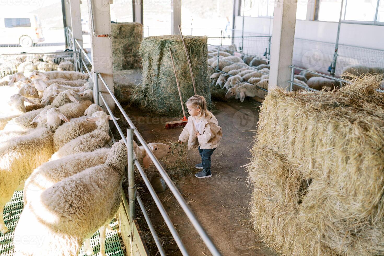 Little girl feeding hay to white sheep through a fence in a stall on a farm while standing near a haystack photo