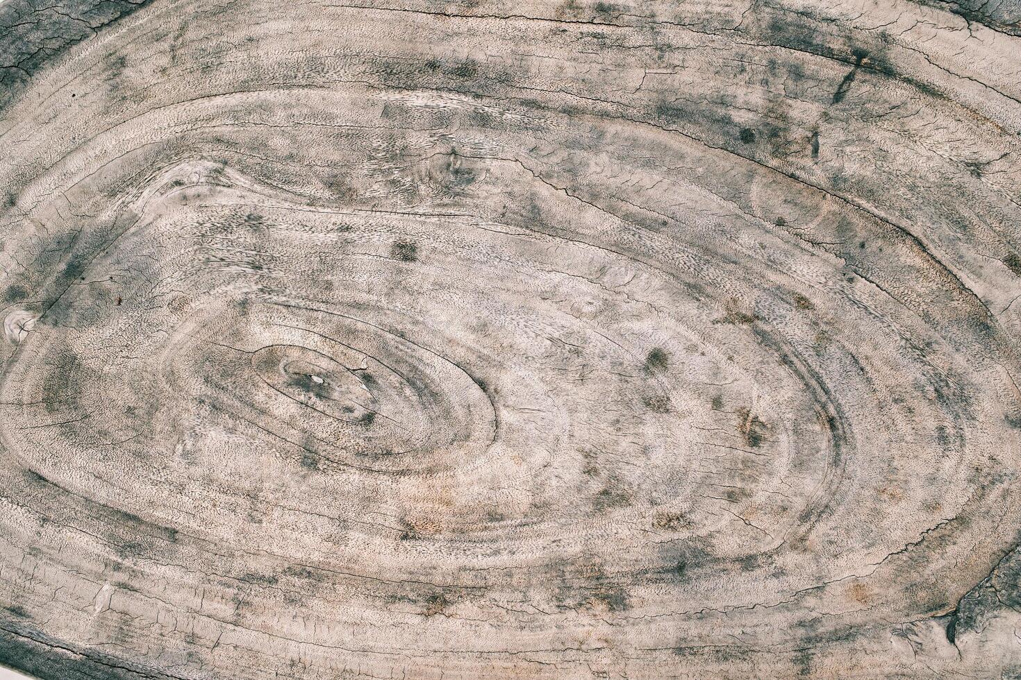 Texture of sawn wood with rings, cracks and stains photo