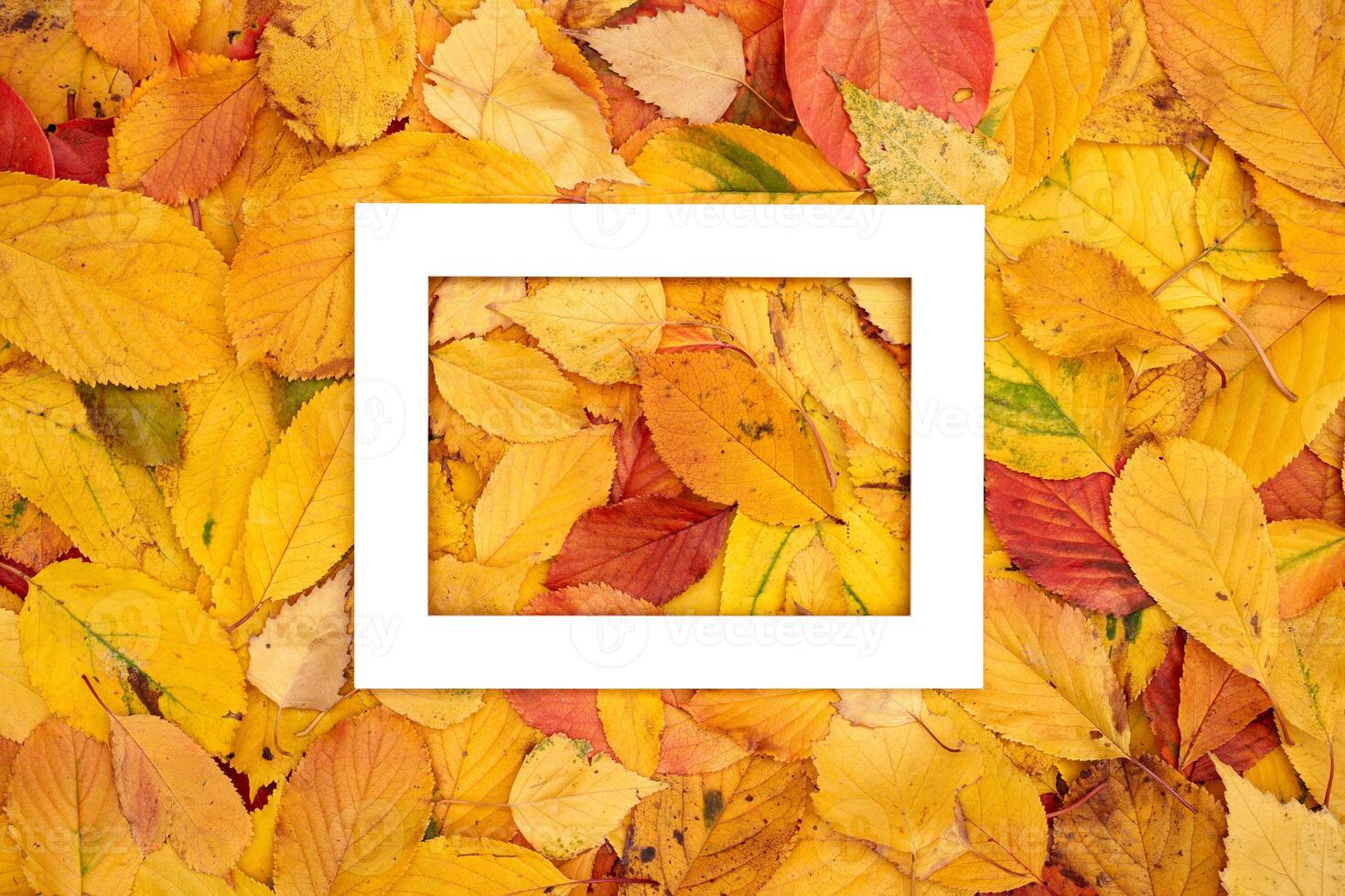 Thick horizontal frame lies on autumn leaves photo