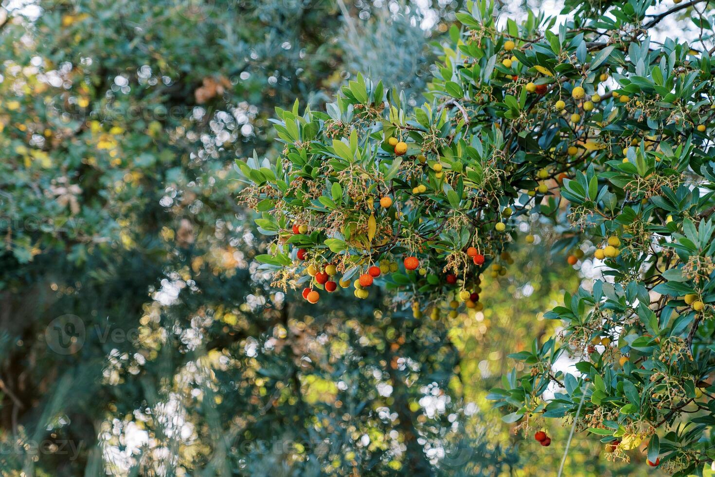 Red and yellow fruits on a strawberry tree among dense green foliage photo