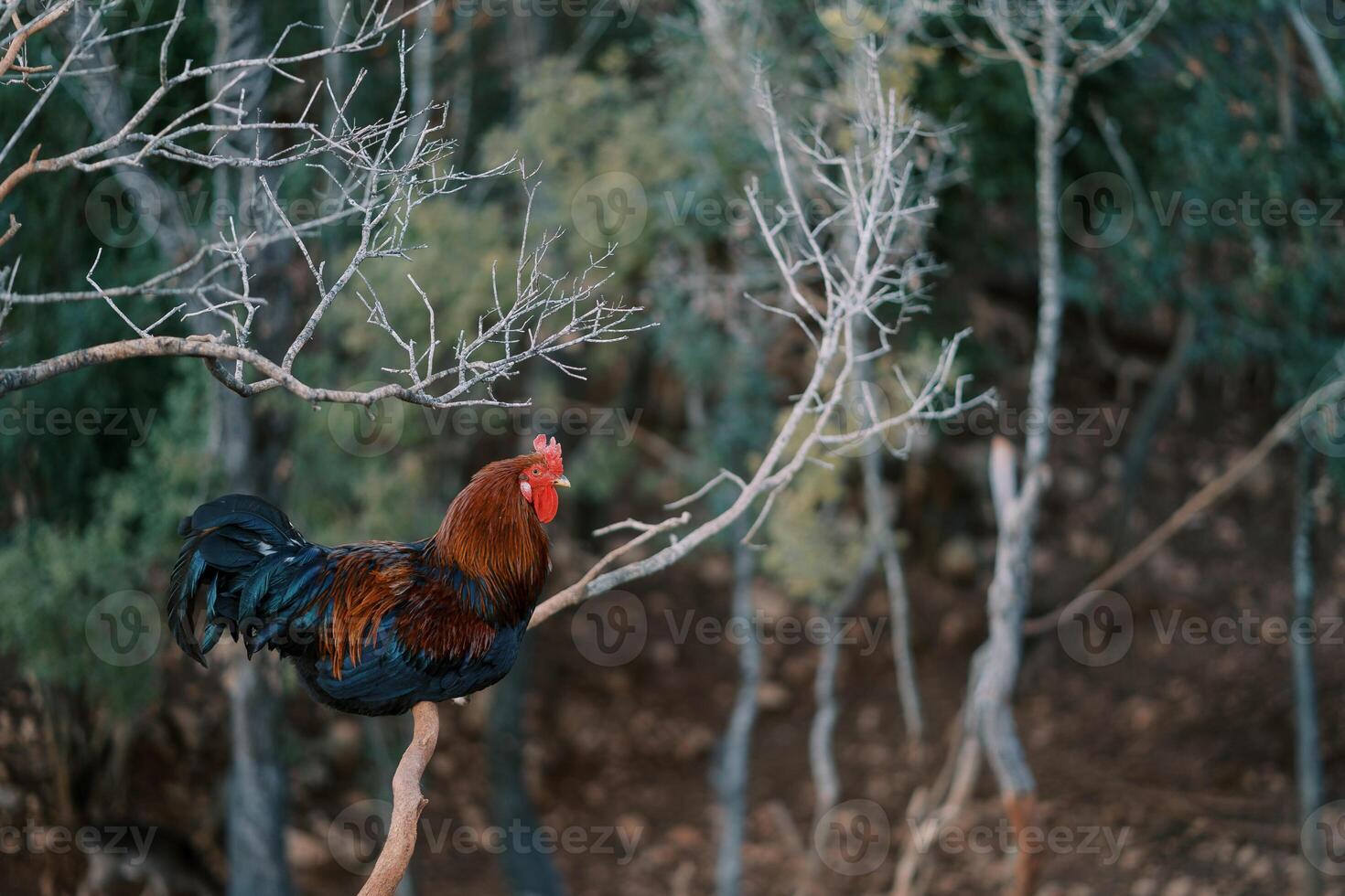 Bright colorful big rooster sitting on a tree branch in the park photo