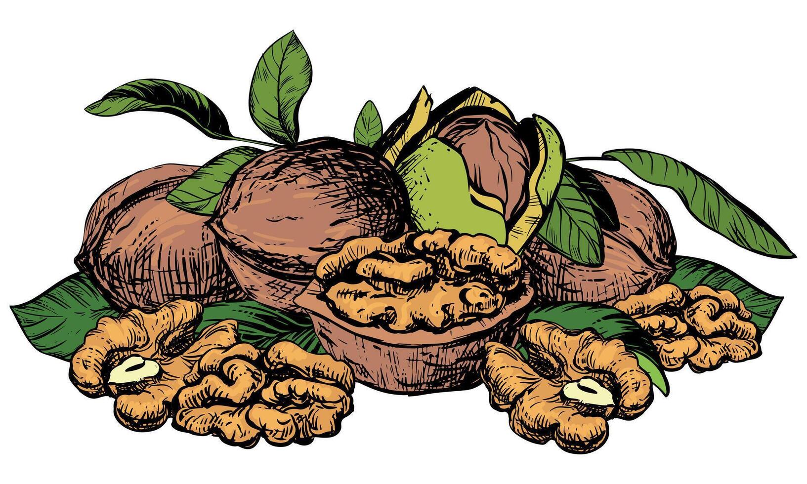 Hand drawn sketch illustration of walnuts. Composition of open walnut kernel, whole walnut lying on table. Fresh organic food, oil. Drawing of nut in stele of colored engraving. vector