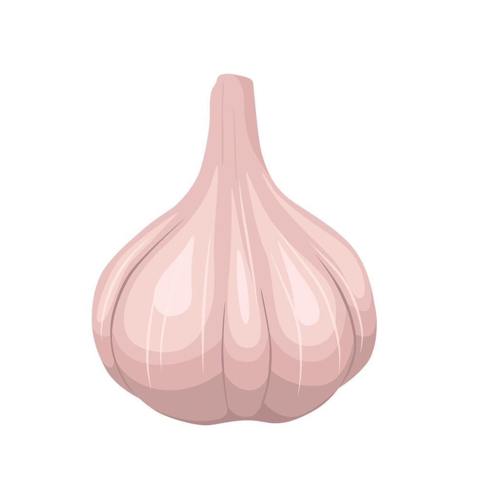 garlic isolated on white background. Vegetable illustration for farmers market menu, sticker, banner, icon. Healthy and organic food design vector