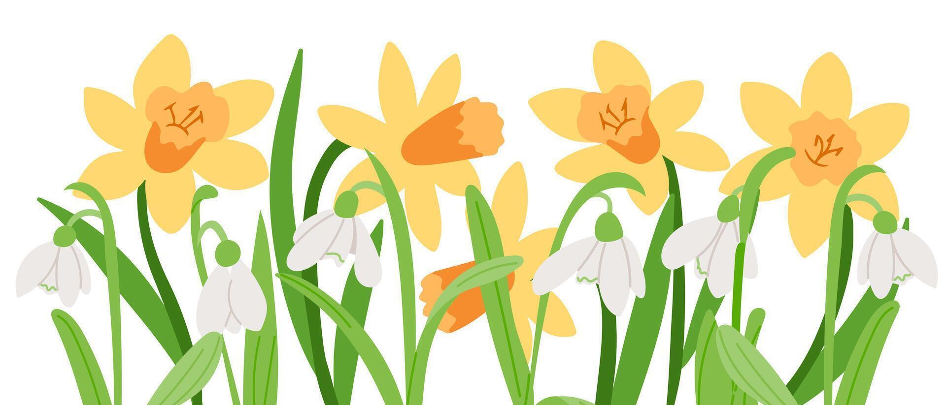 Spring floral illustration with blooming yellow daffodils and delicate white snowdrops in a fresh and vibrant style, perfect for seasonal designs, banners, and greeting cards vector