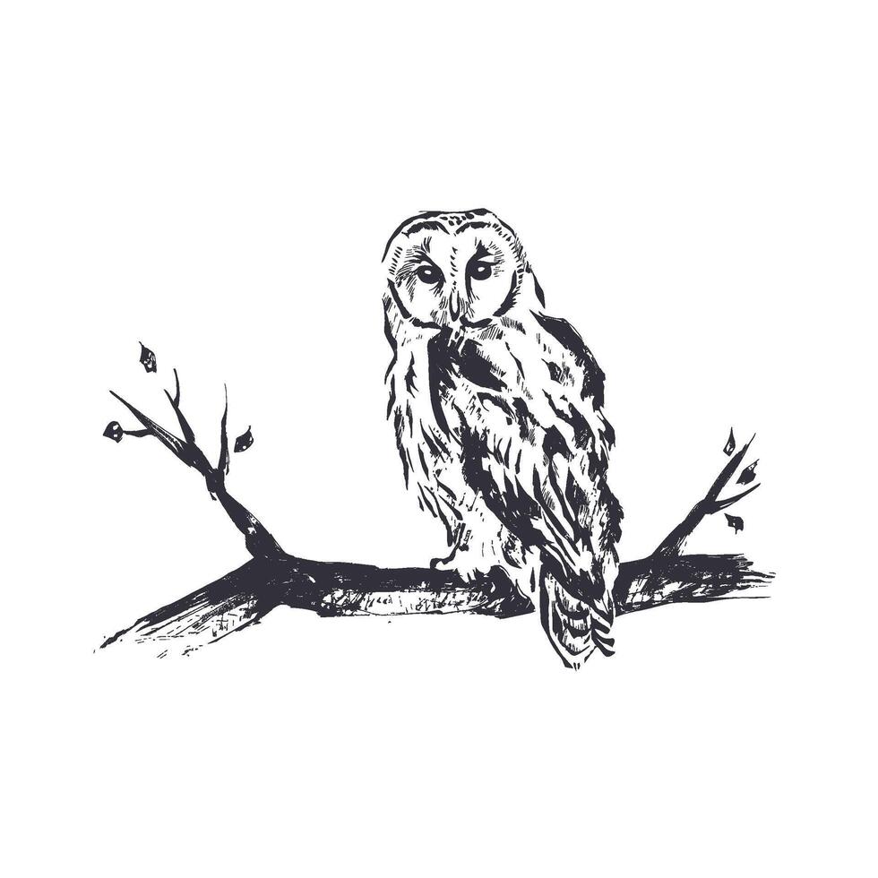 A hand drawn illustration of an owl perched on a branch, rendered in black ink on a white background vector