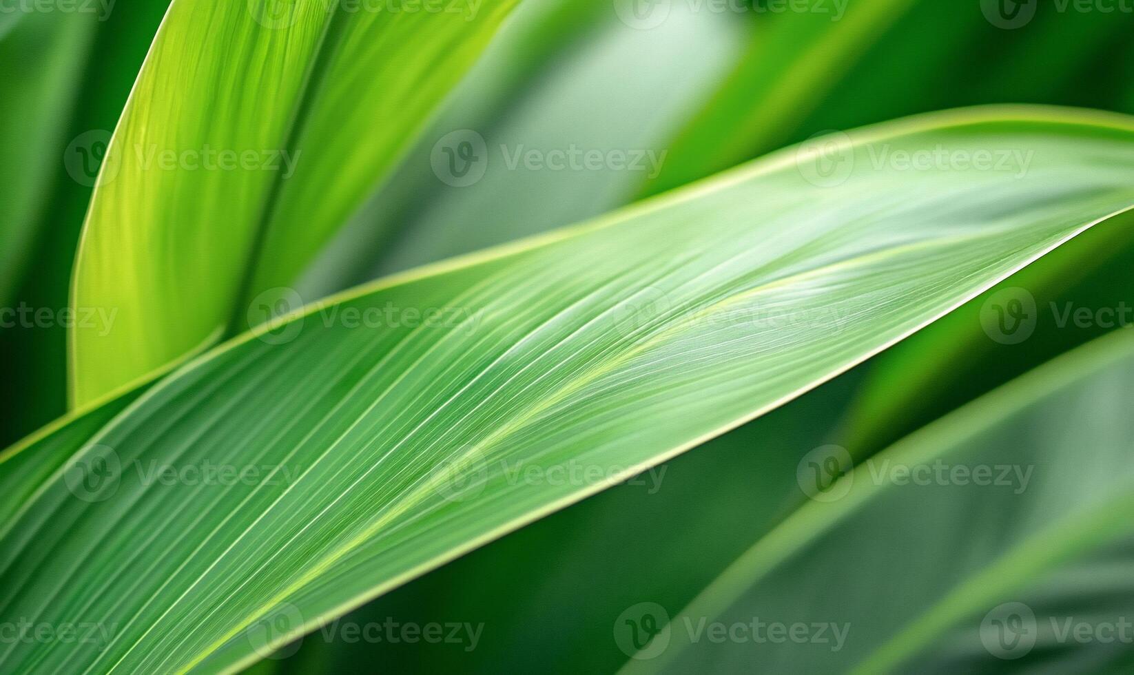 Close-up of vibrant green leaves with visible texture and veins. photo