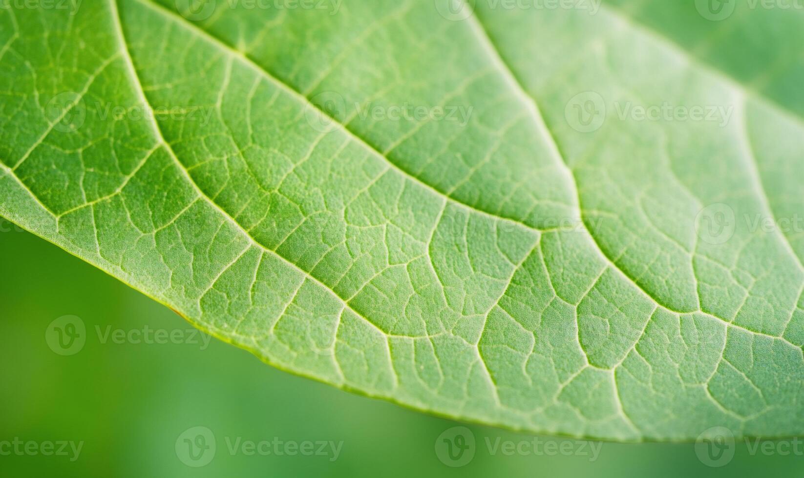 Close-up of a vibrant green leaf showcasing intricate vein patterns. photo
