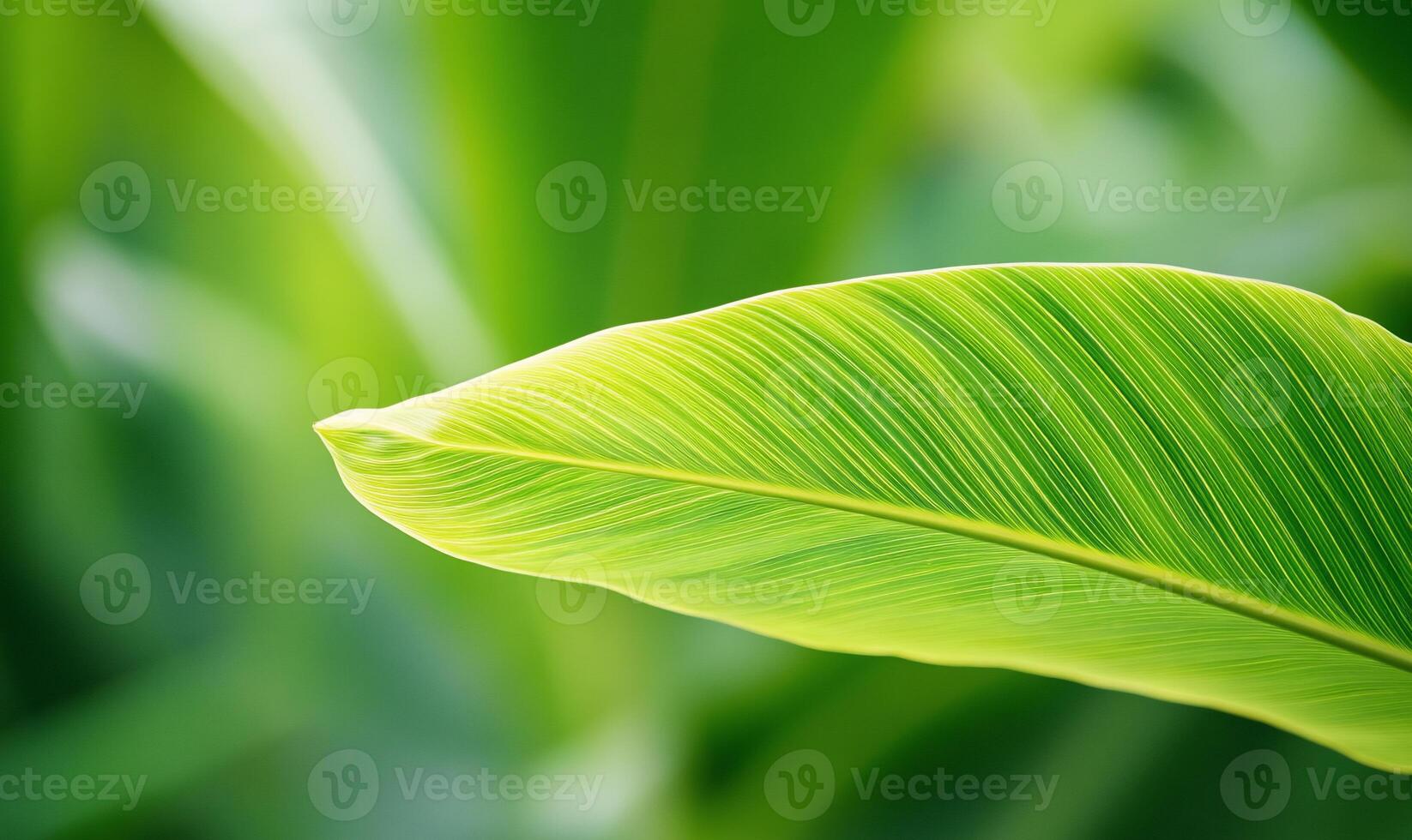 Close-up vibrant green leaf with parallel veins, sunlight. photo
