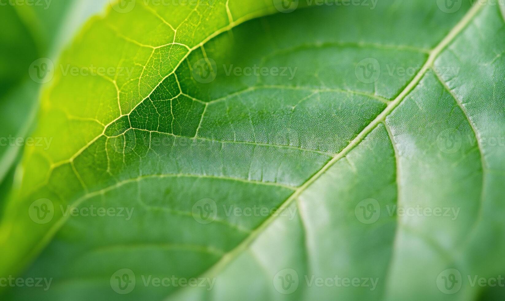 Close-up of a vibrant green leaf showcasing its detailed texture and vein patterns. photo