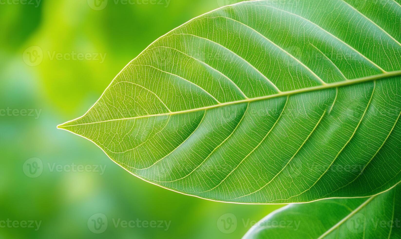 Close-up of vibrant green leaf with detailed veins, blurred background. photo