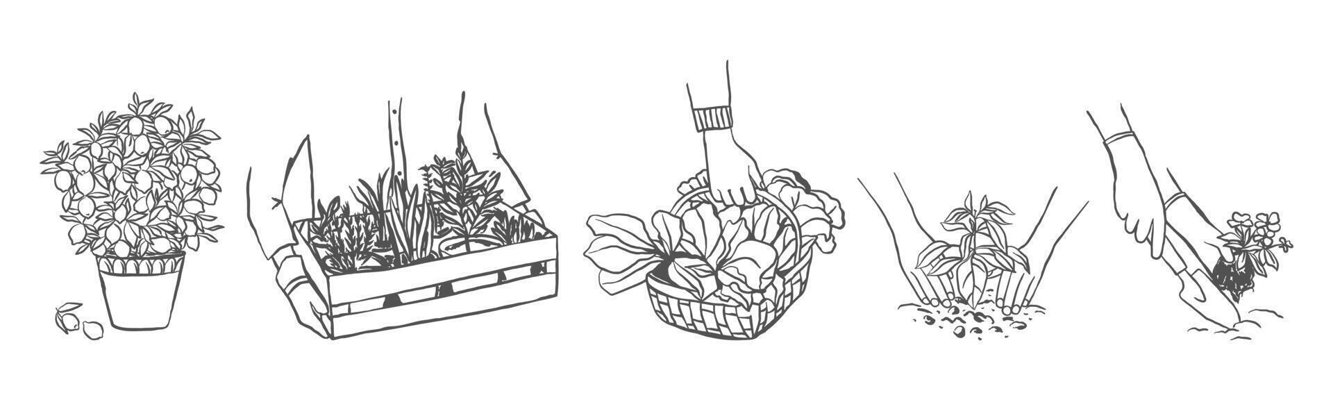 Set of hand drawn gardening compositions. Growing plants sketch style illustrations vector