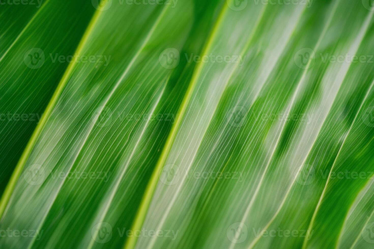 Close-up of vibrant green leaf veins, showing texture and lines. photo