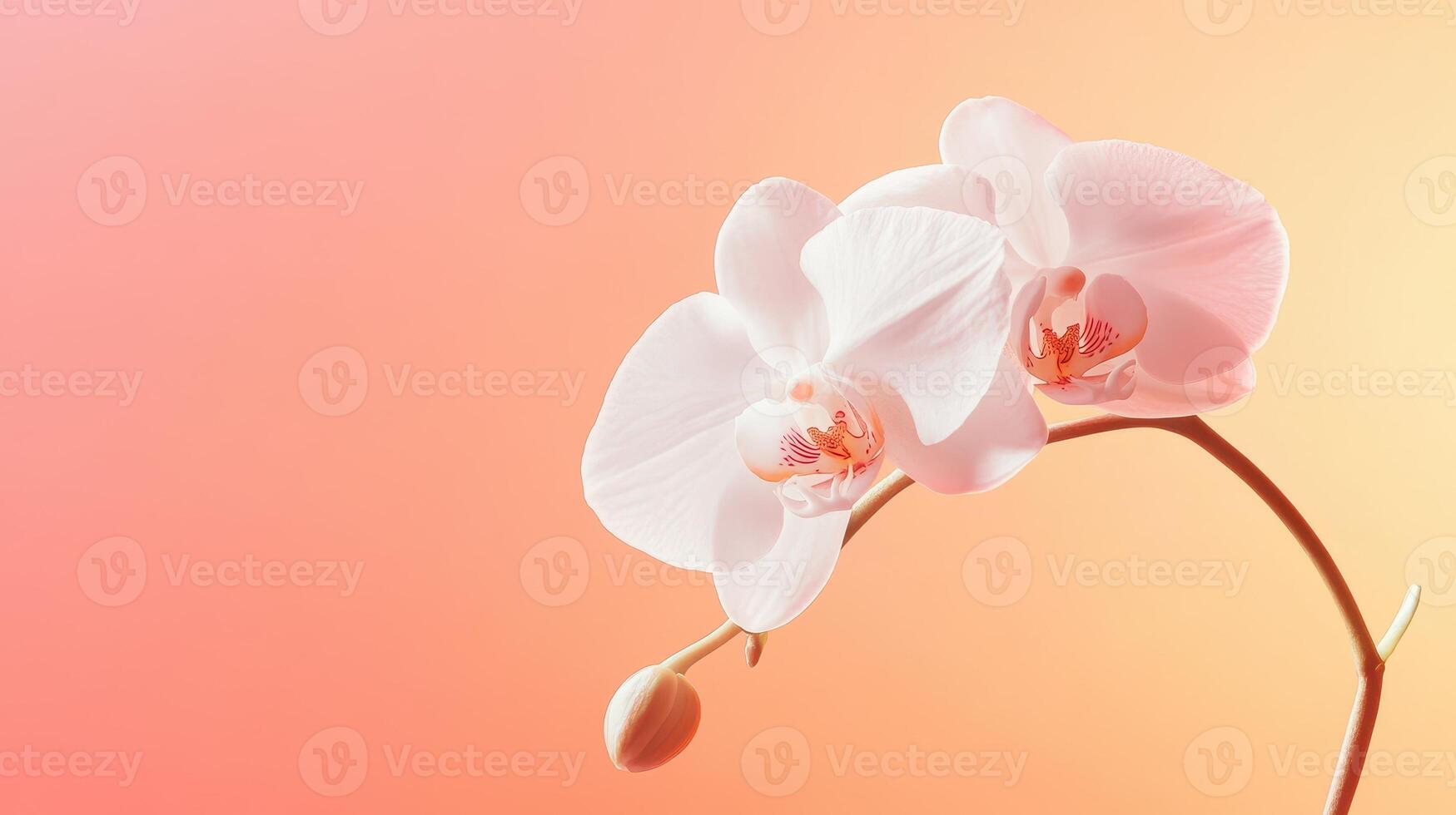 A close-up of delicate pink orchids against a soft gradient background photo