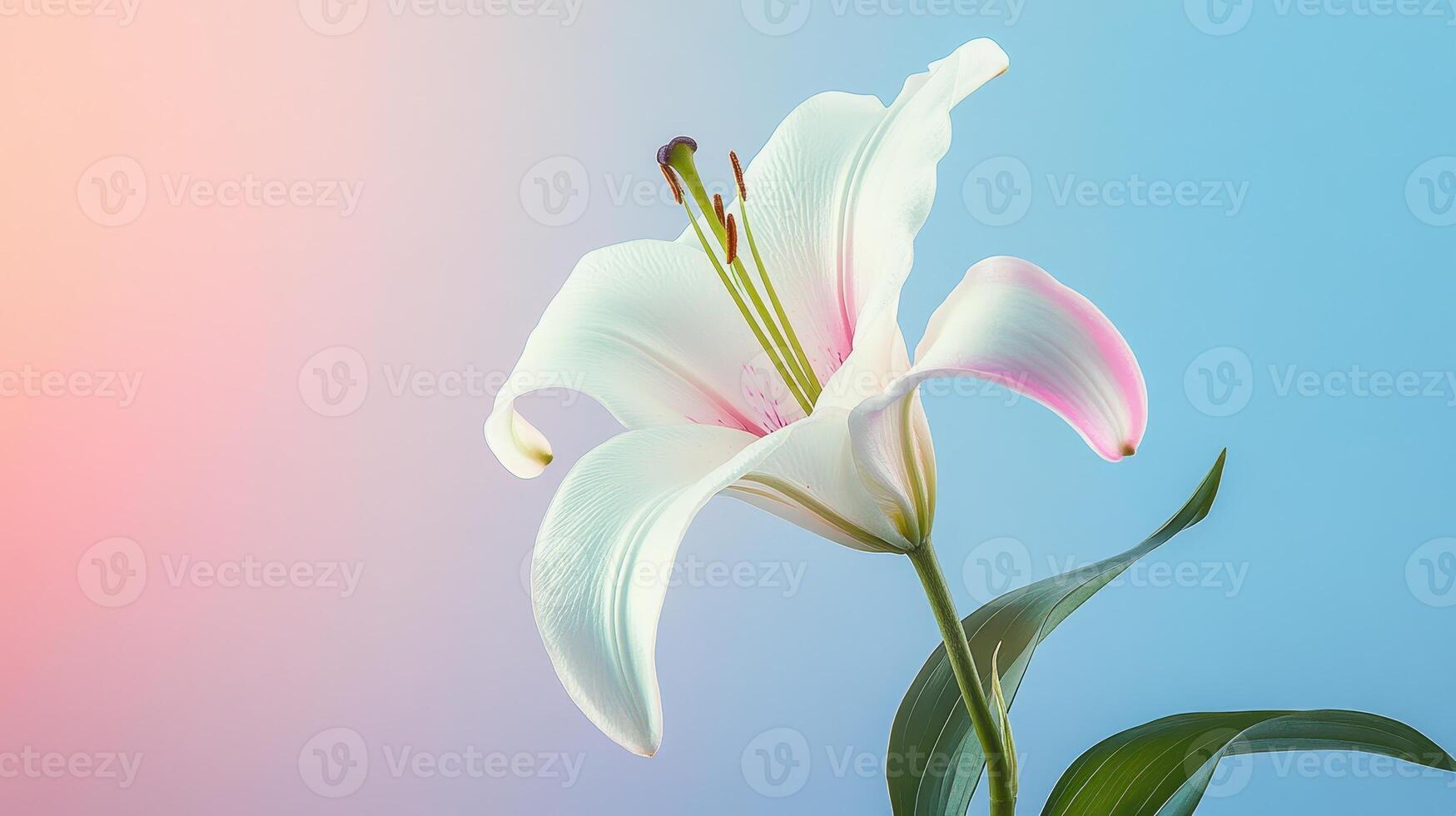 A close-up of a white lily flower against a gradient background photo