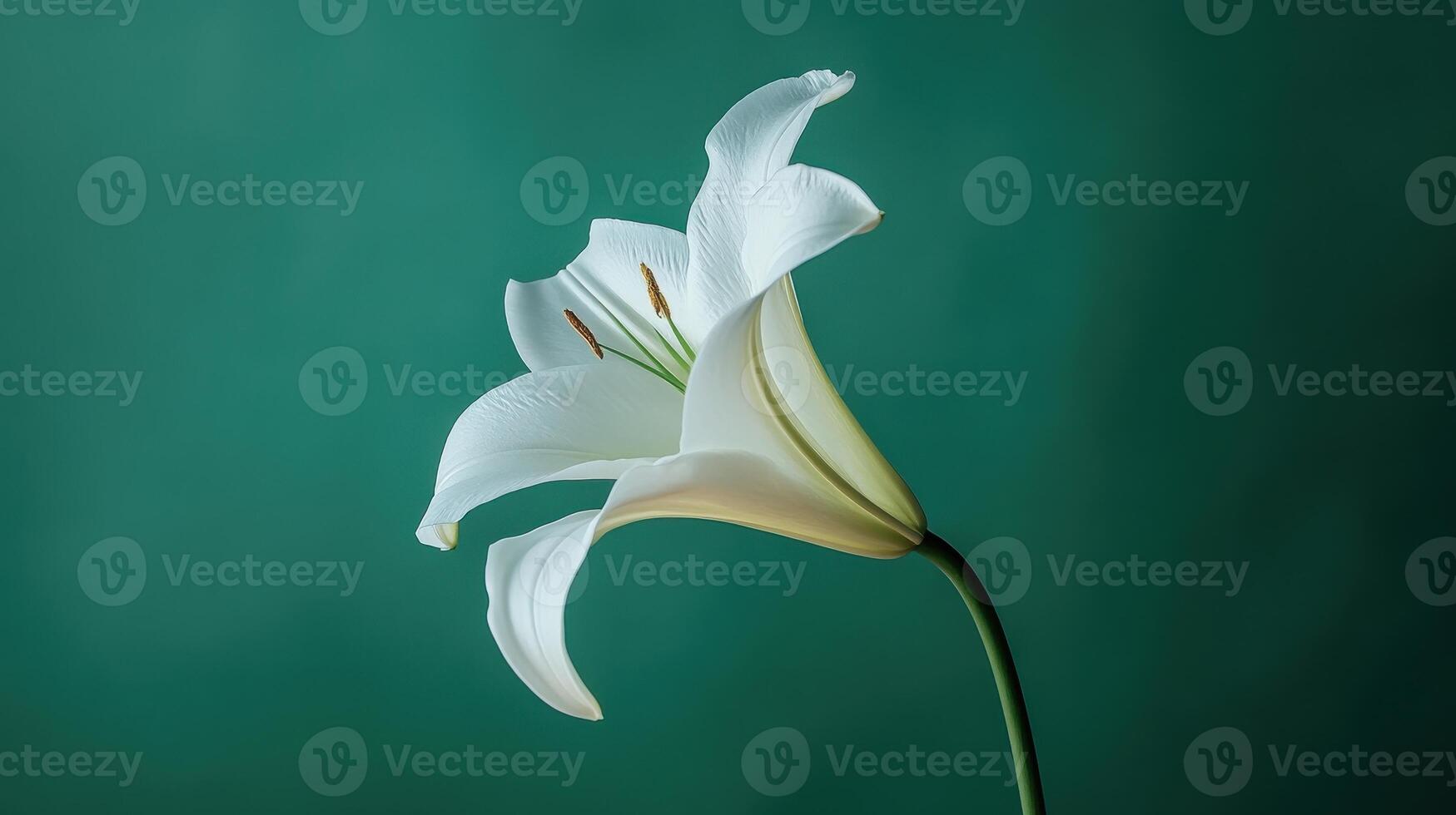 A close-up of a white lily flower against a green background, showcasing its delicate beauty photo