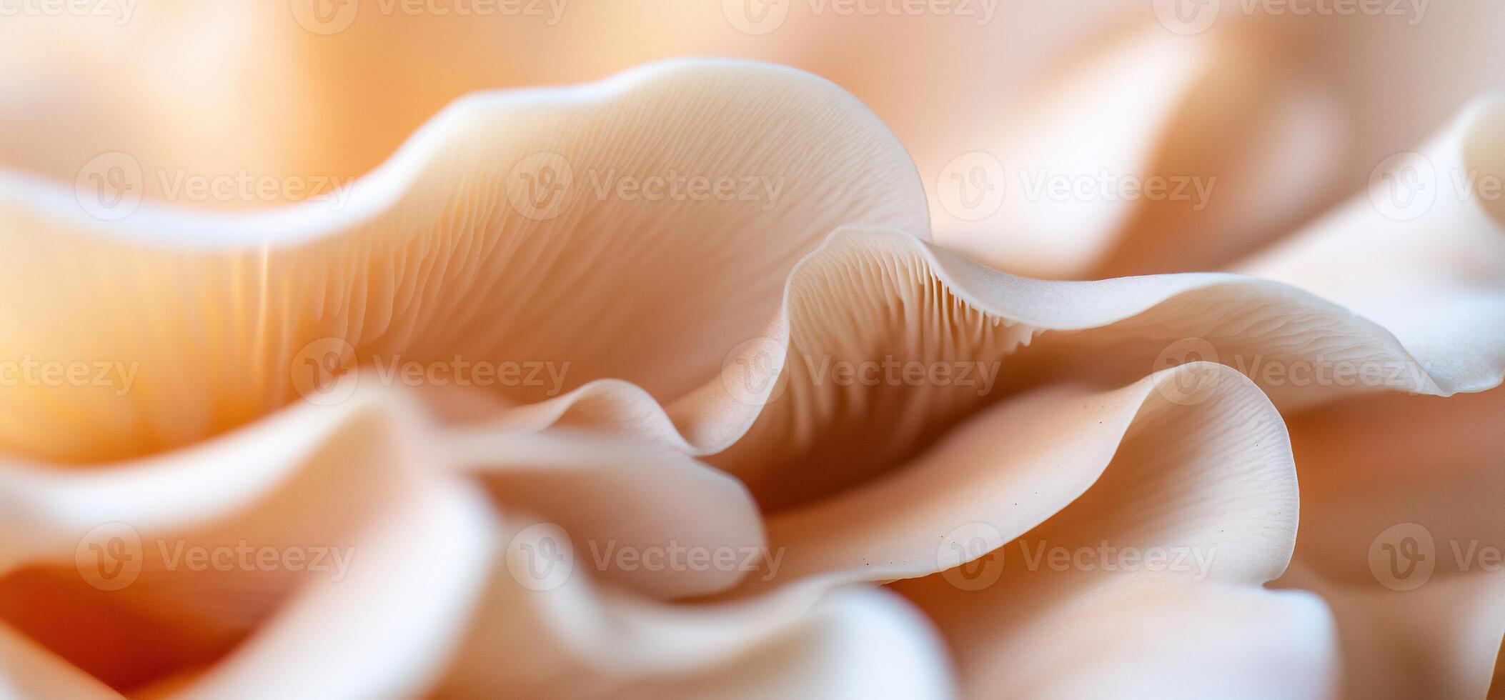 A close up of a flower with white petals photo