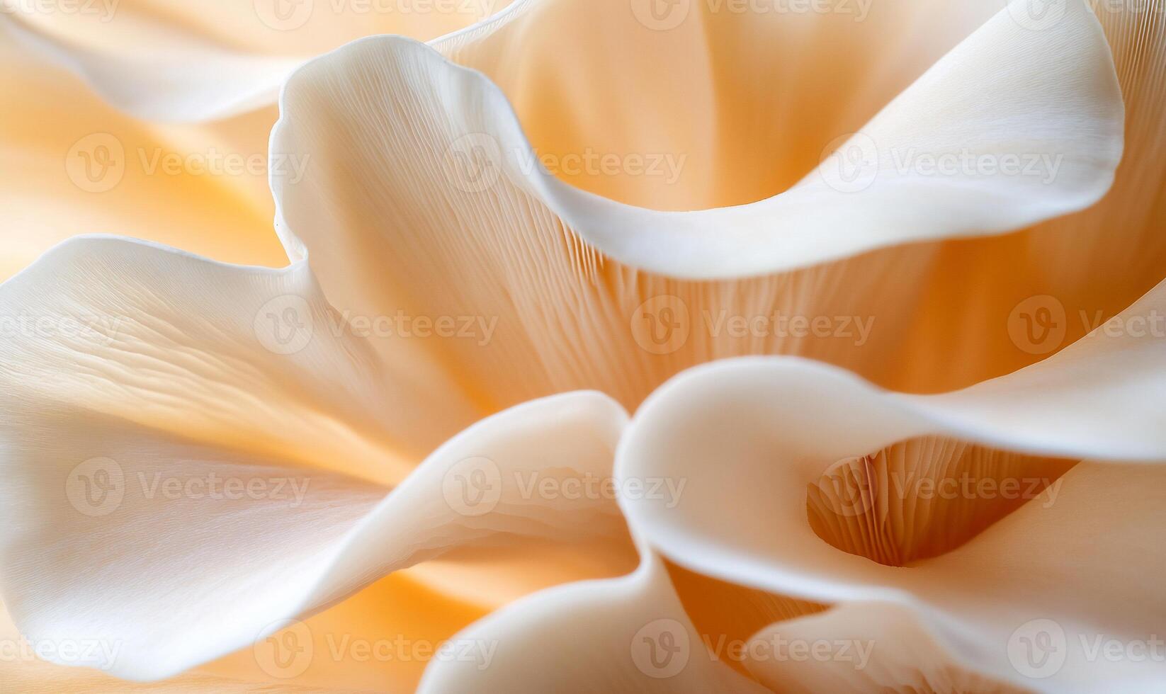 Close-up of pale oyster mushrooms, delicate texture and soft curves. photo