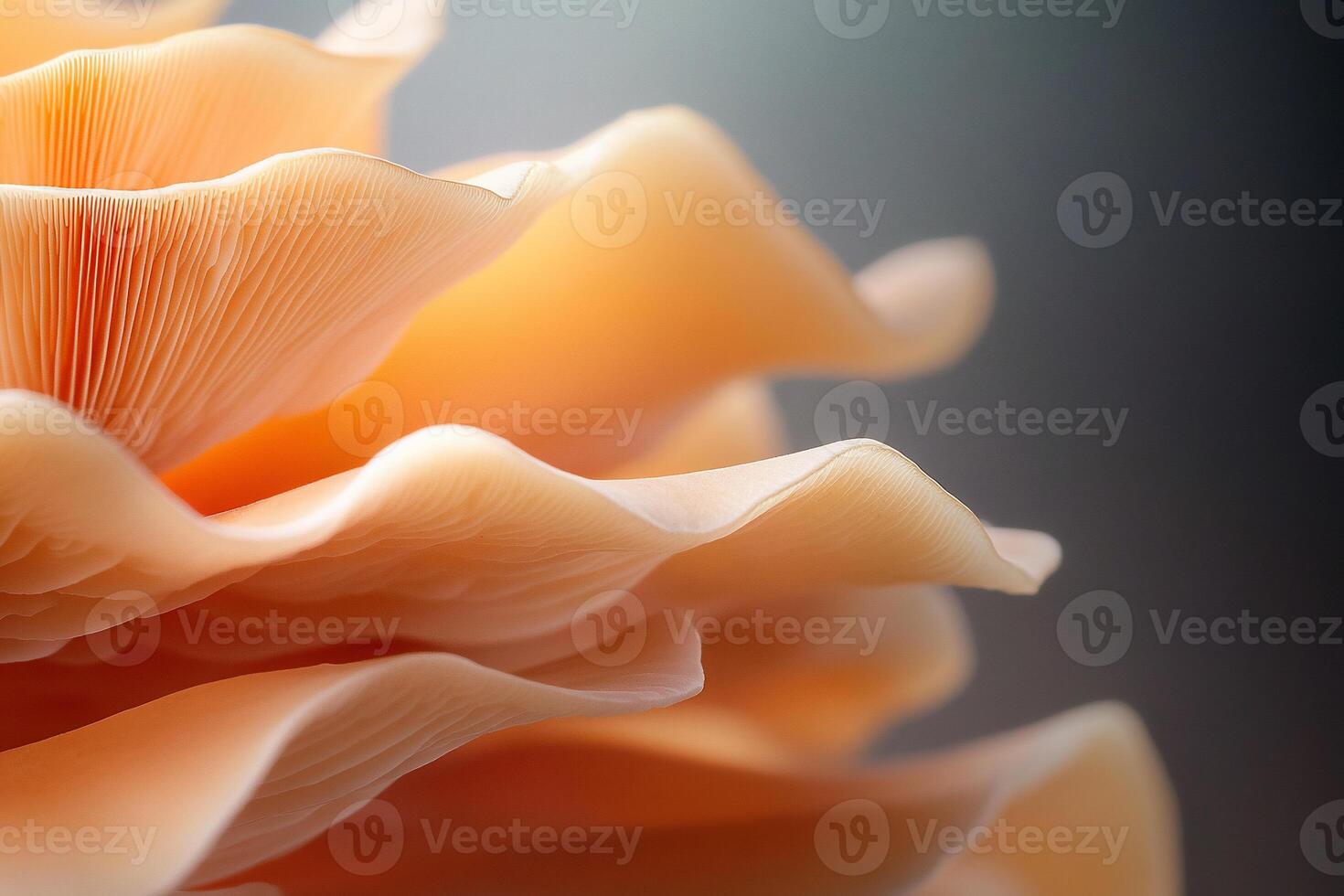 Close-up of delicate peach-colored mushroom layers. photo