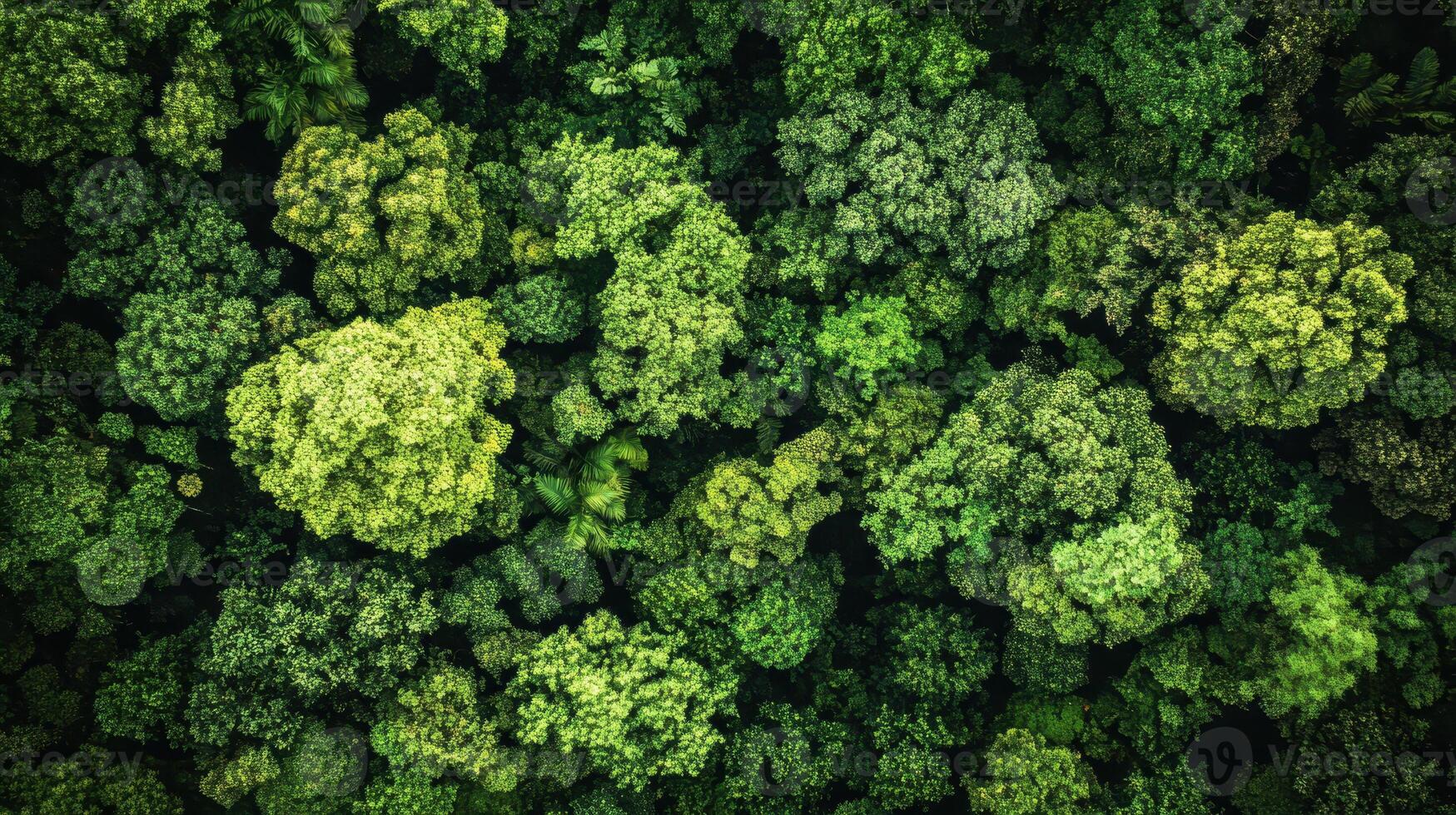 Aerial view of a dense forest showcasing various shades of green foliage. photo