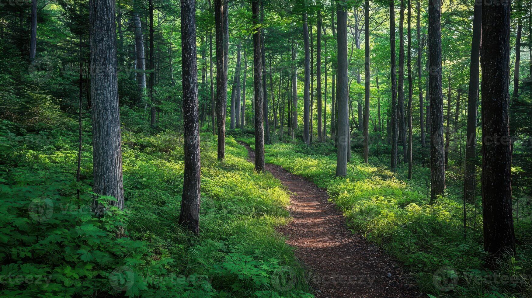 A serene forest path surrounded by lush greenery and tall trees photo